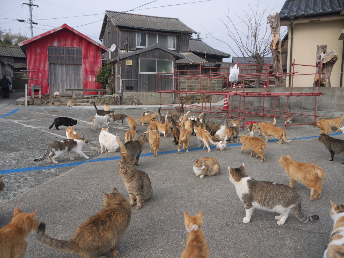 Japan's 'Cat Island' Caretaker Dedicates Life to Felines - Image 3