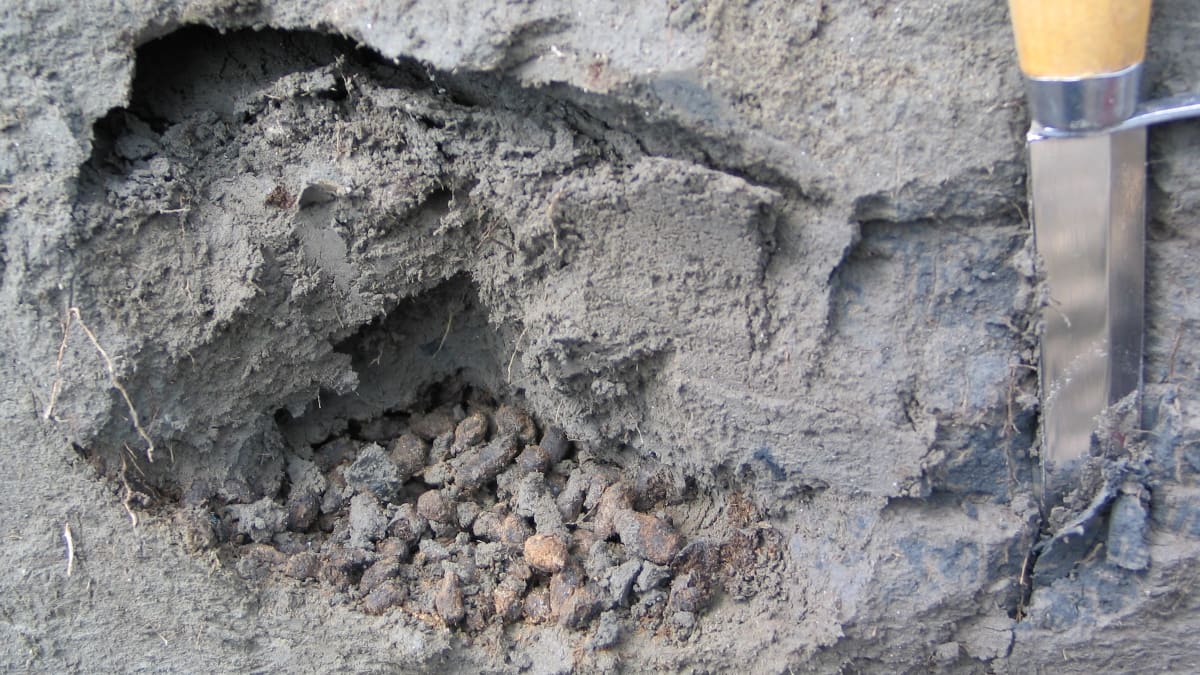 Ancient Squirrel Poop Holds 700,000-Year-Old DNA Treasures - Image 4