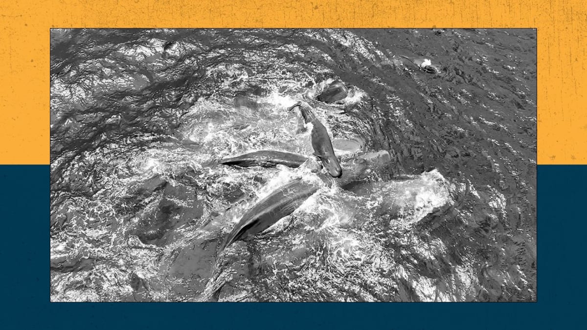 First Sperm Whale Birth Filmed: 10 Females Help New Mom