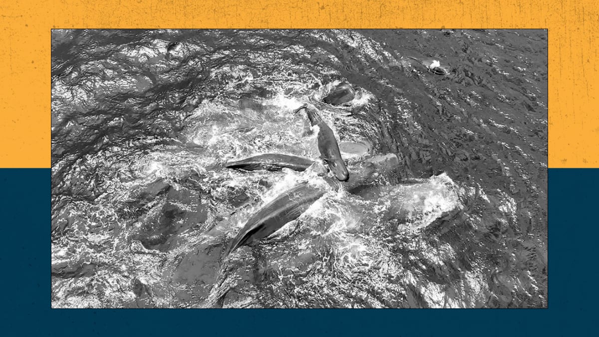 First Sperm Whale Birth Filmed: 10 Females Help New Mom - Image 2