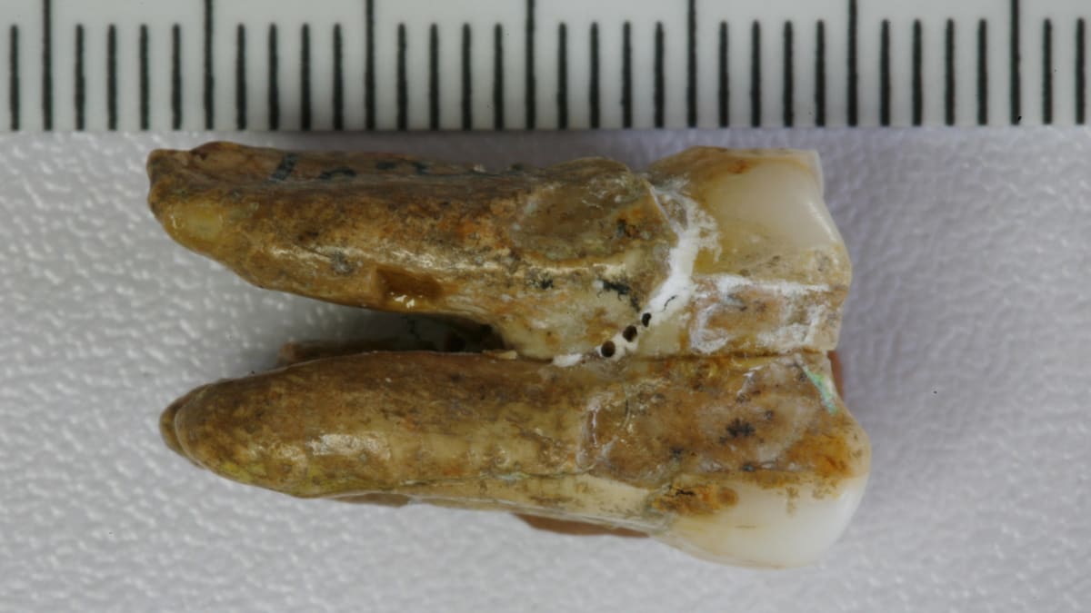 Scientists Link 400,000-Year-Old Human Ancestor to Us - Image 3