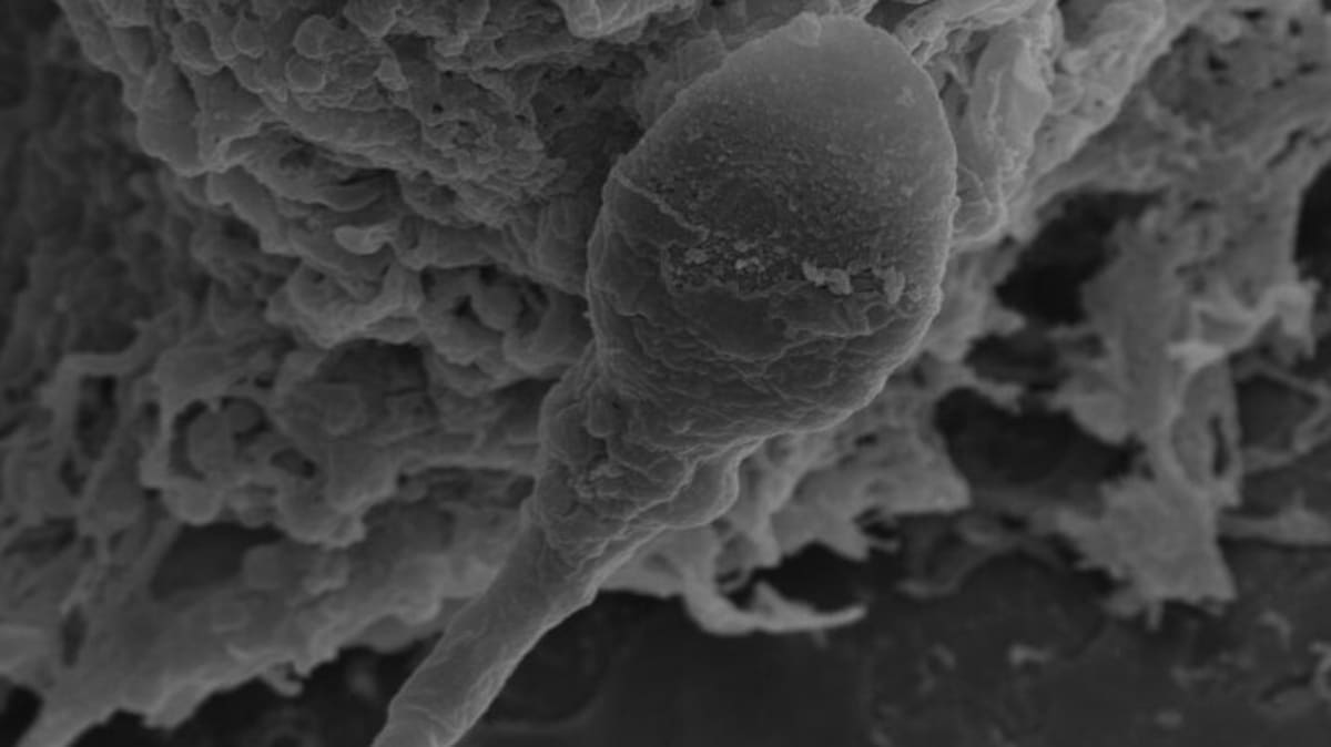 Scientists Study Space Reproduction to Enable Future Colonies - Image 2