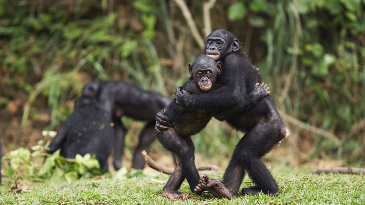 Bonobo Females Challenge the 'Peaceful Ape' Myth - Image 3