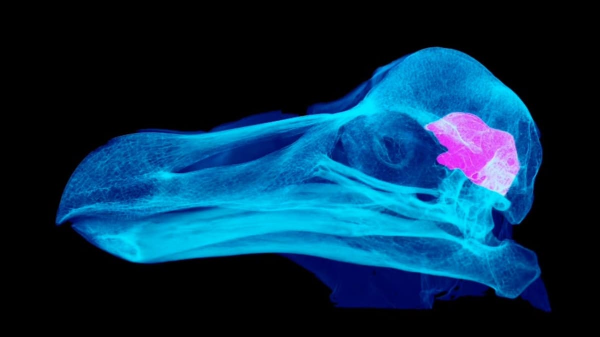 Scientists Discover Dodos Were Actually Smart, Not Stupid - Image 2