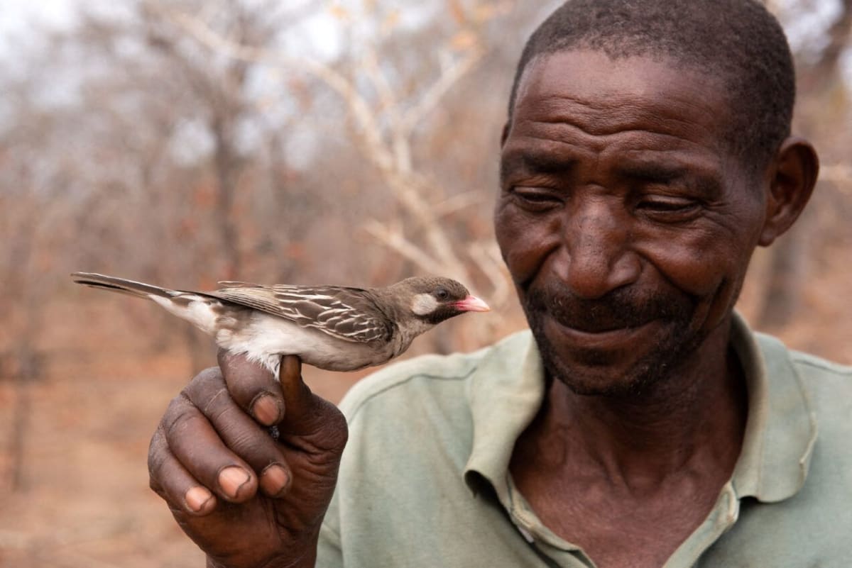 Humans Team Up With Wild Birds to Find Honey in Mozambique