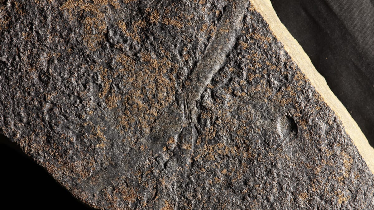 Canada Fossils Push Back Complex Animal Life by 10M Years - Image 4