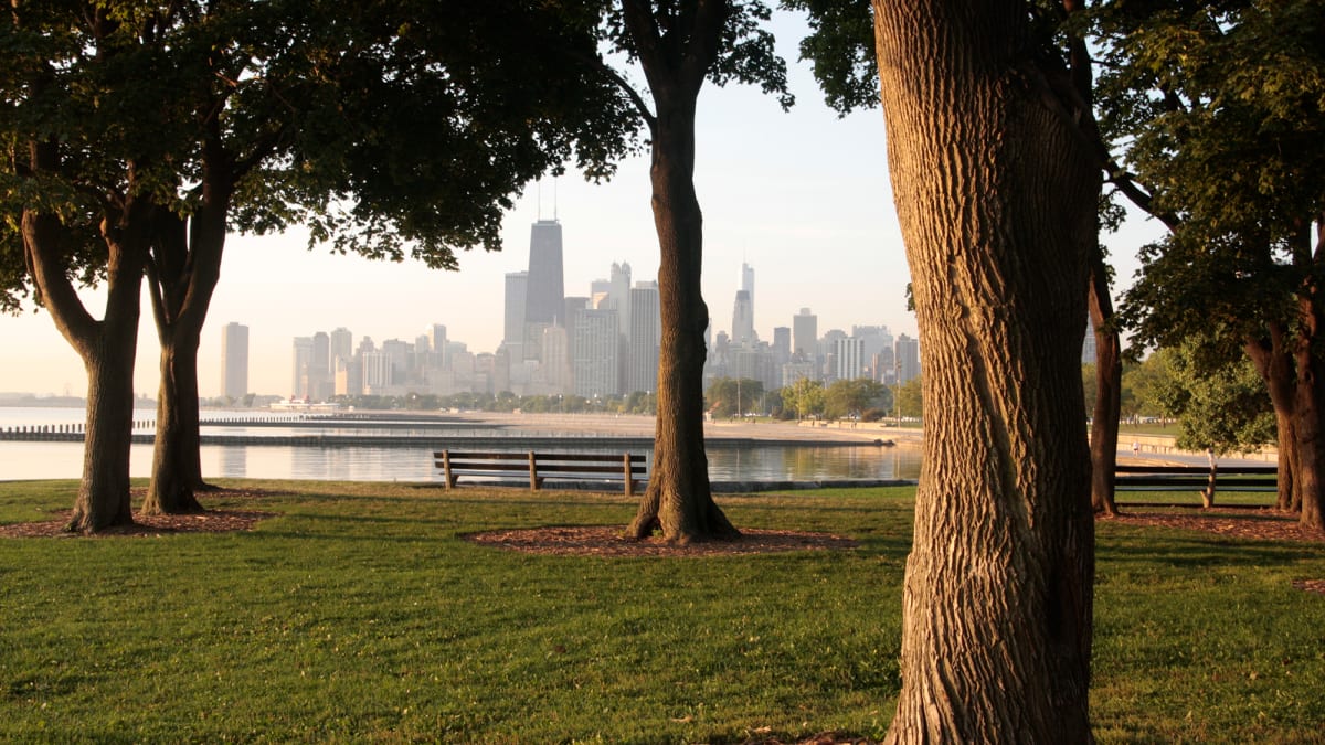 Saving Old Trees Cuts Death Rates More Than Planting New Ones - Image 2