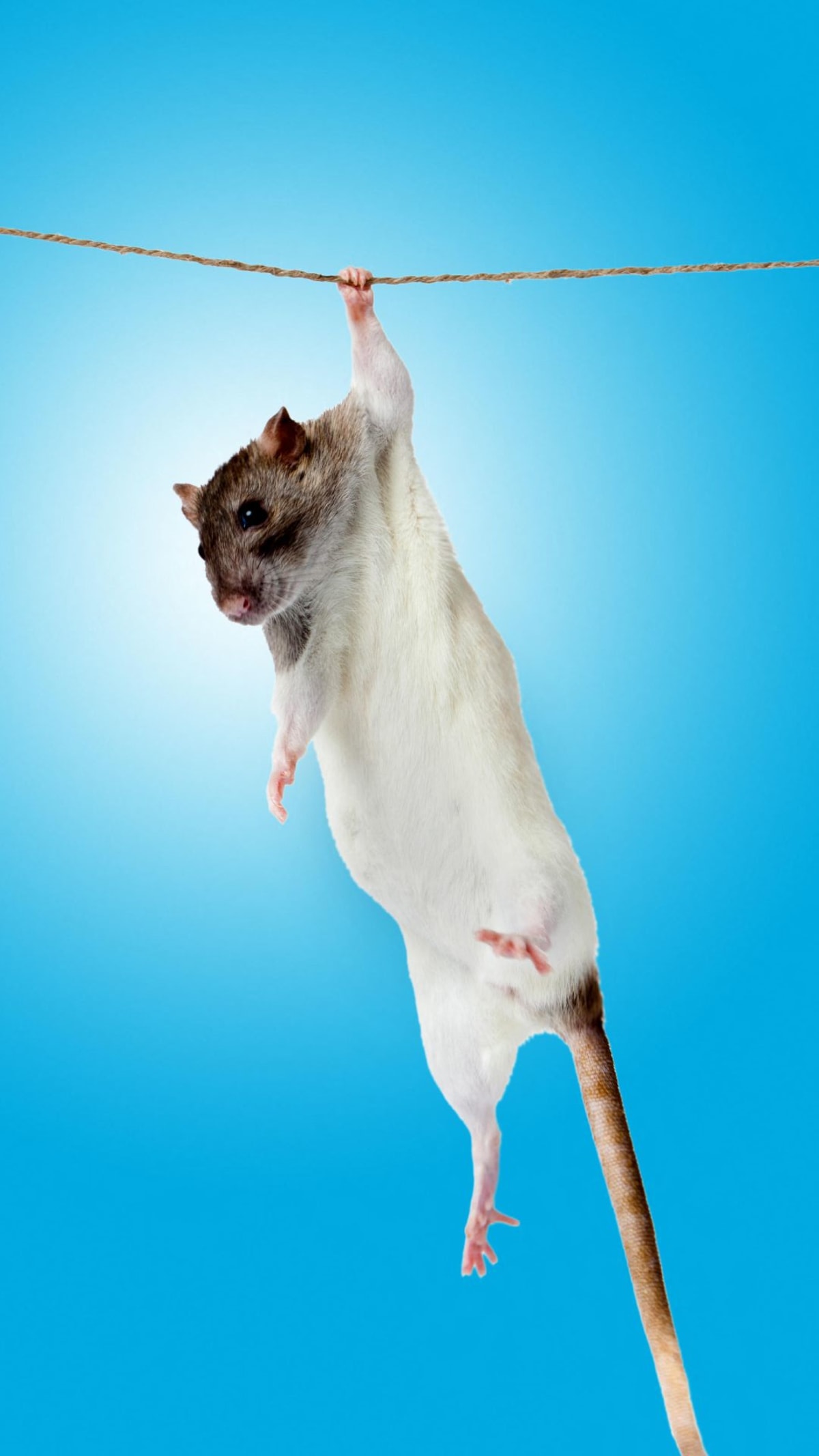 Laboratory mouse hanging from miniature pull-up bar during muscle strength research experiment