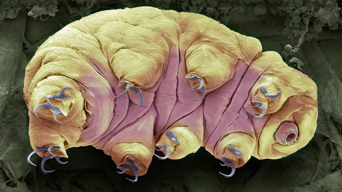 Tardigrades Could Survive Nearly Any Cosmic Disaster - Image 3