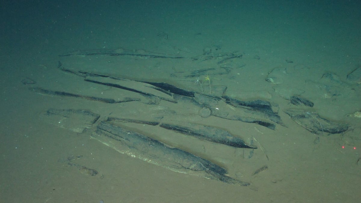 Scientists Find 750-Mile Whale Graveyard in Indian Ocean