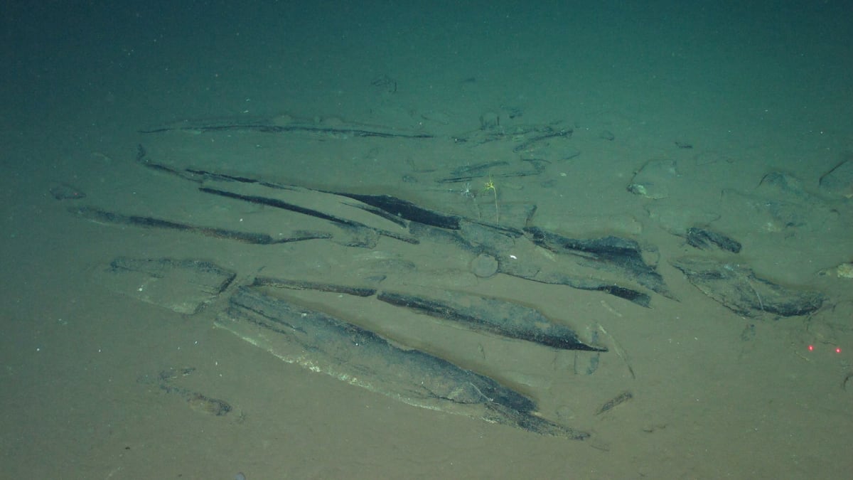 Scientists Find 750-Mile Whale Graveyard in Indian Ocean - Image 2
