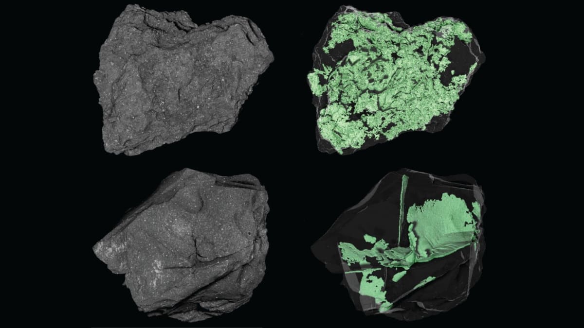 X-ray scan showing internal crack networks in two small asteroid Bennu particles