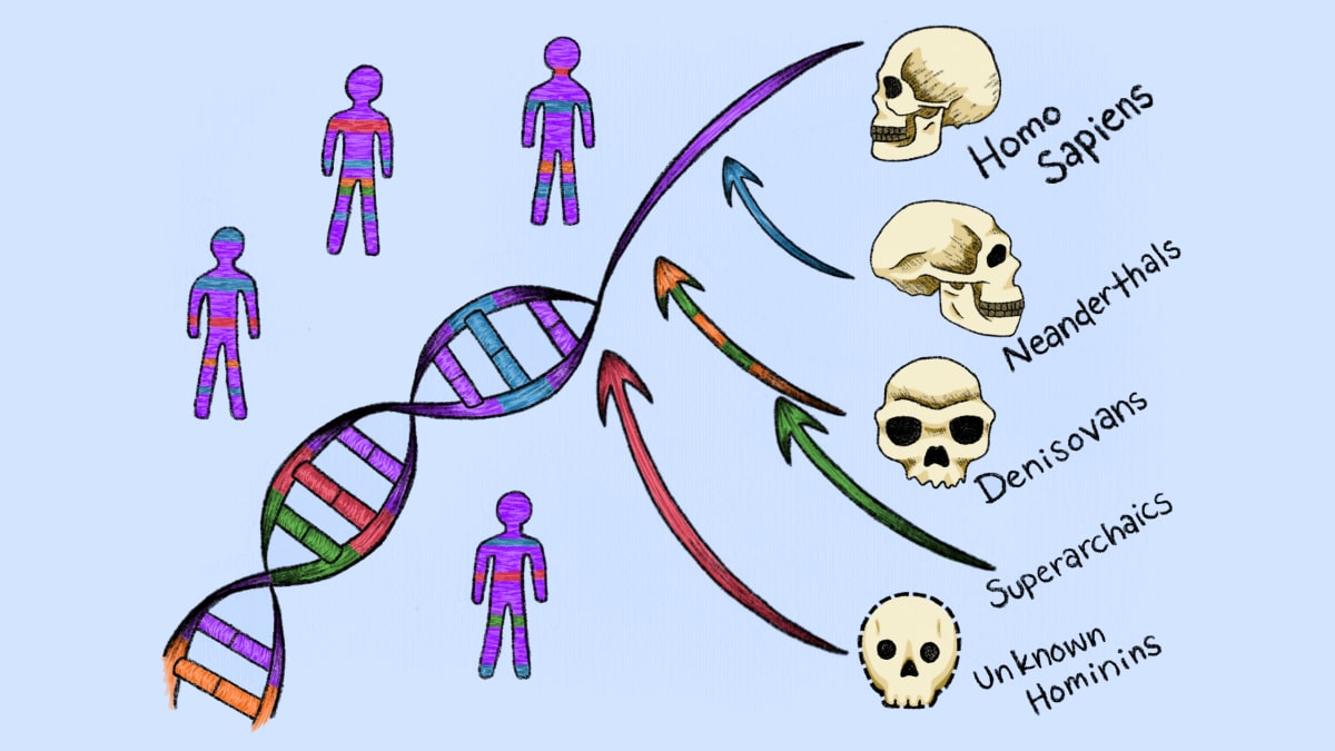 Conceptual illustration showing ancient human lineages merging with modern human DNA strands