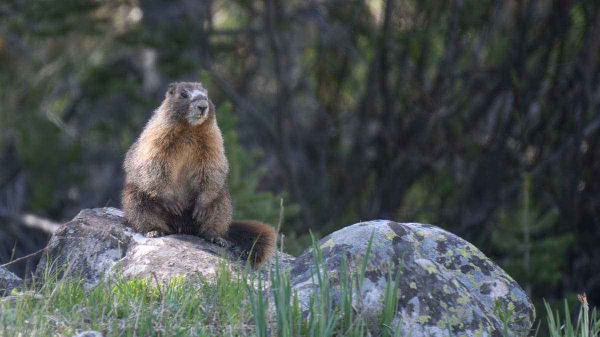 Yellow-bellied marmot, a cat-sized ground squirrel, in its natural Rocky Mountain habitat