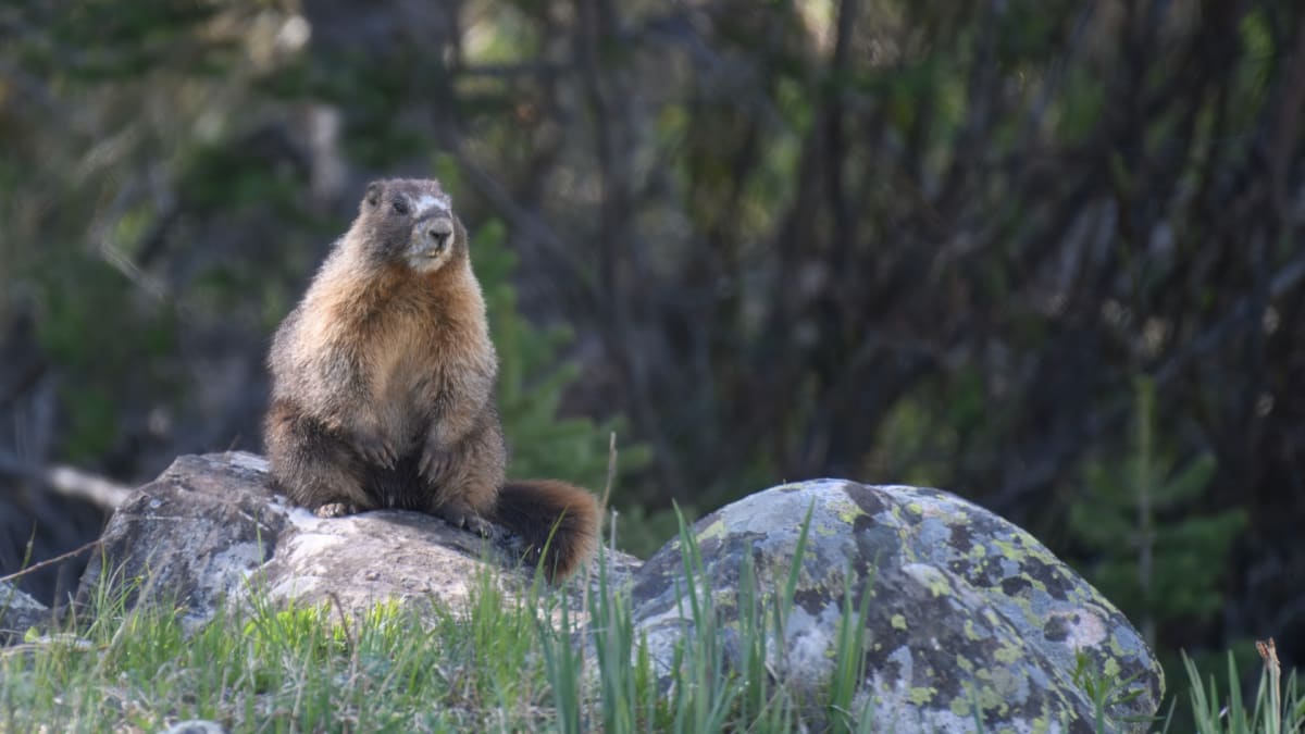 UCLA Scientists Launch OnlyMarms for Marmot Research Funds - Image 2
