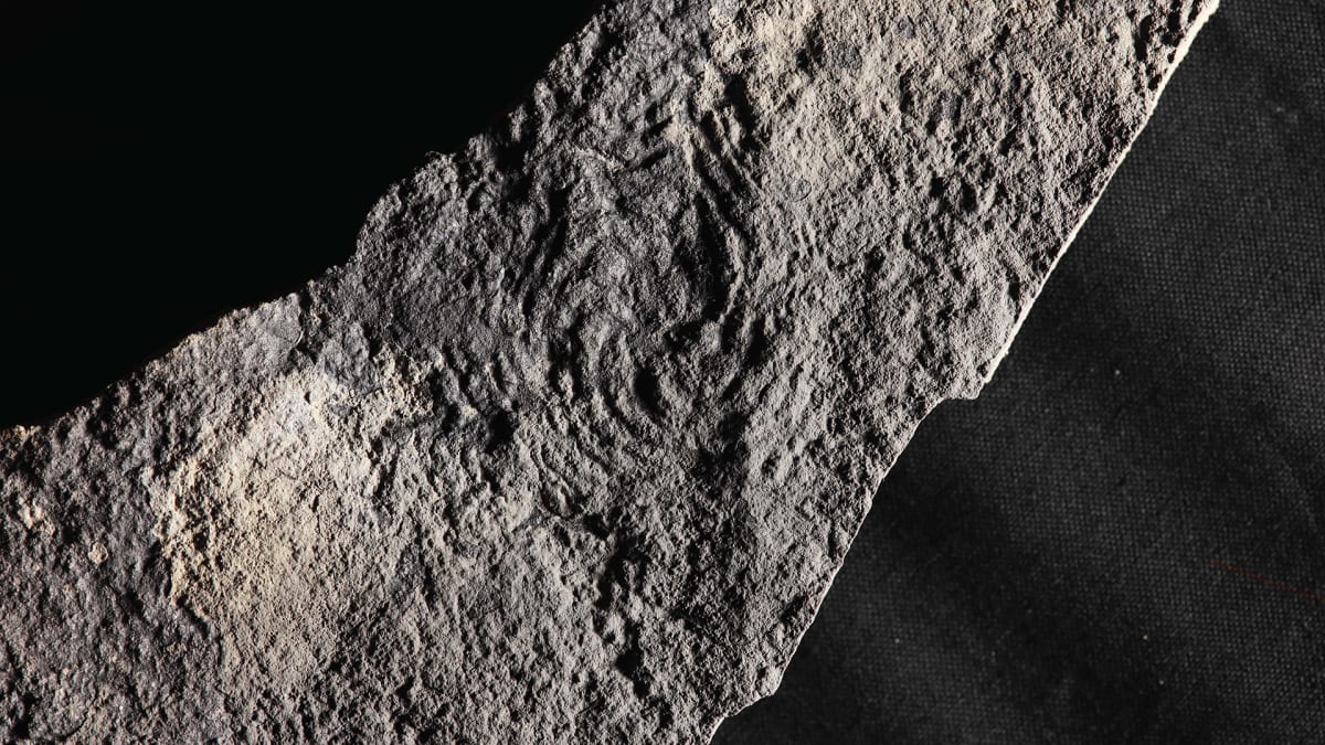 Canada Fossils Push Back Complex Animal Life by 10M Years - Image 3