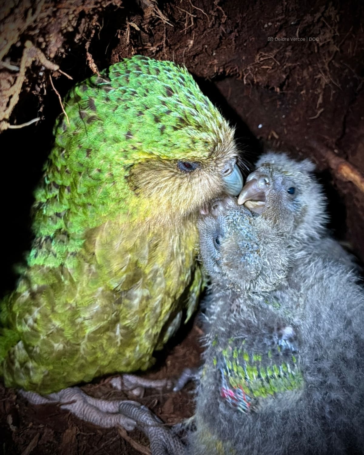 World's Fattest Parrot Has Record 105 Chicks Hatch - Image 3