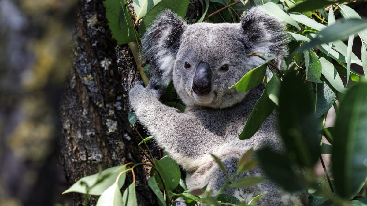 Australia Freezes Koala Genes to Save Species from Extinction - Image 2