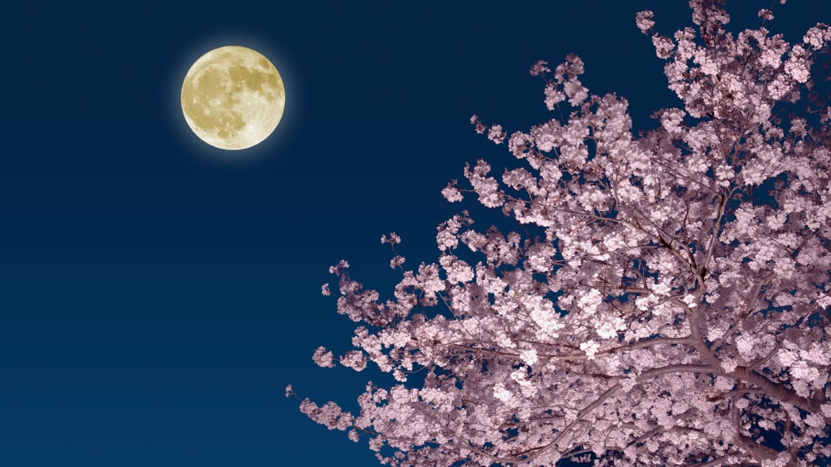 April's Pink Moon Rises Wednesday with Rare Star Pairing - Image 2