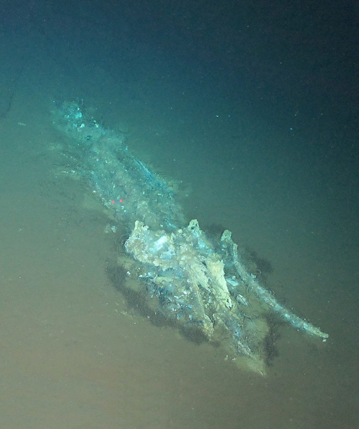 Scientists Find 750-Mile Whale Graveyard in Indian Ocean - Image 3
