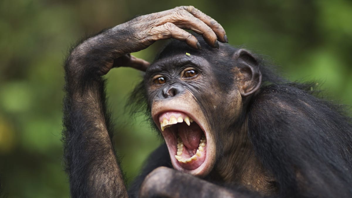 Bonobo Females Challenge the 'Peaceful Ape' Myth - Image 2