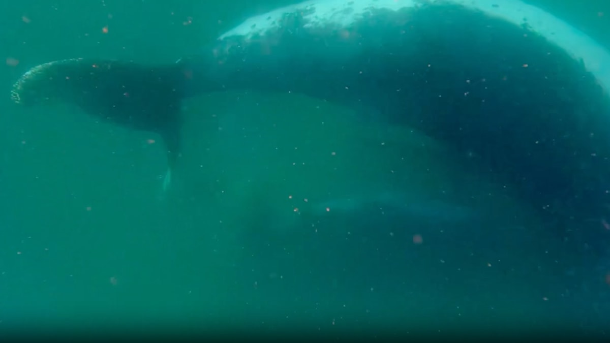 Scientists Film Humpback Whale Mom Grieving Stillborn Calf - Image 2