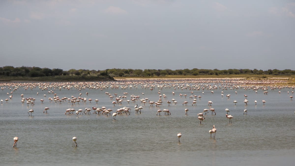 Million Flamingos Find Safe Haven in Namibia's Salt Pan - Image 4