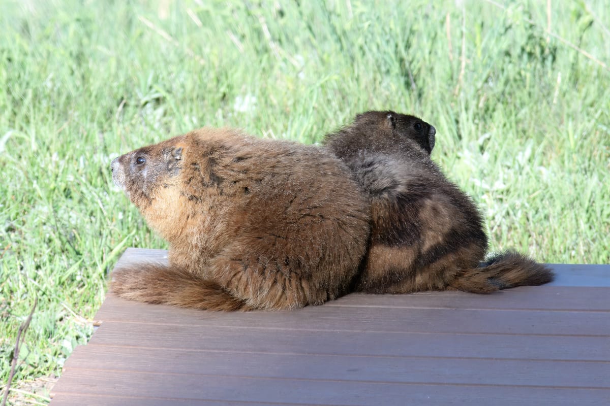 UCLA Scientists Launch OnlyMarms for Marmot Research Funds - Image 3