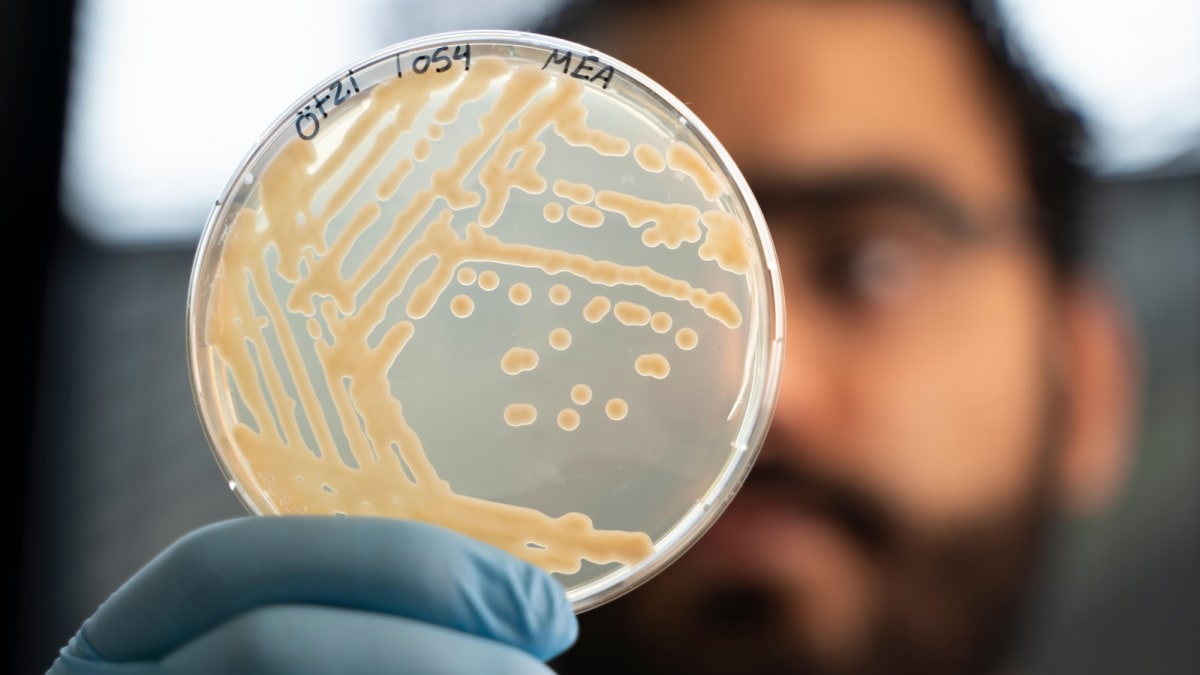 Scientists Bake Sourdough From 5,300-Year-Old Mummy Yeast - Image 5