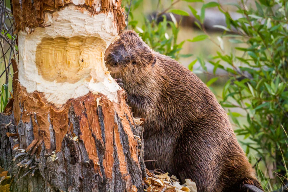 Beavers Store Carbon Equal to 1,129 Barrels of Oil Per Year - Image 3