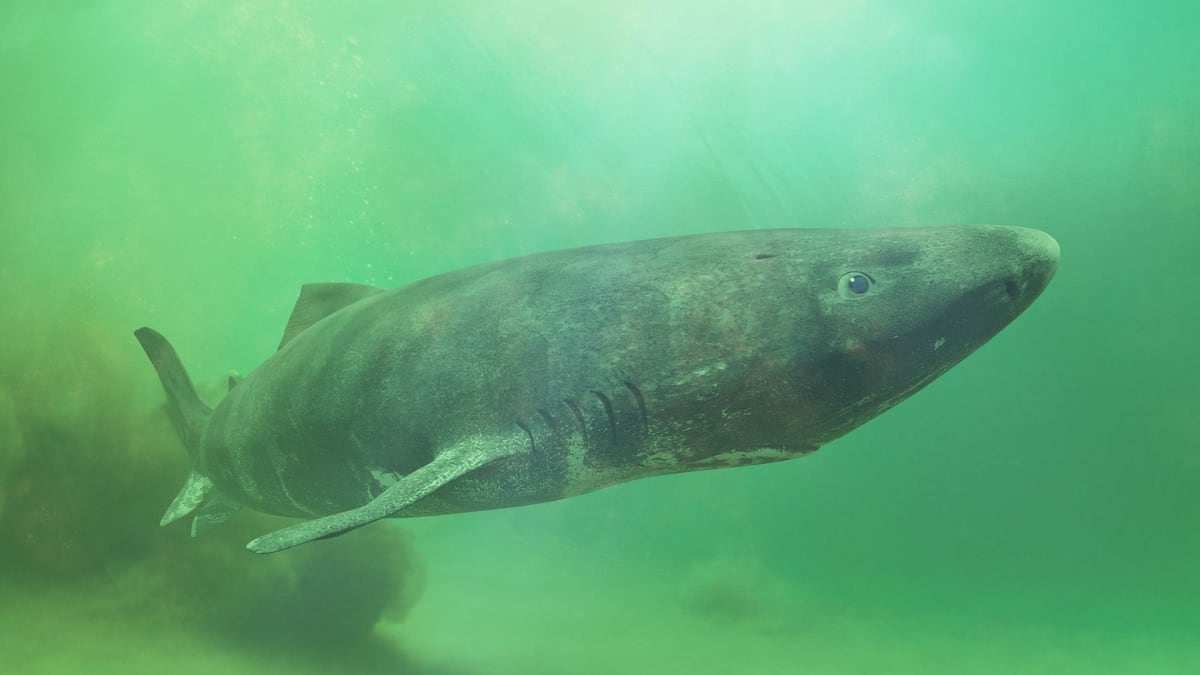 Greenland Shark Genome Reveals Secrets to 400-Year Lifespan