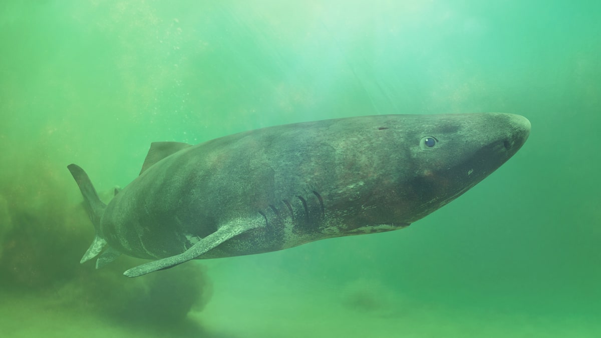 Greenland Shark Genome Reveals Secrets to 400-Year Lifespan - Image 2