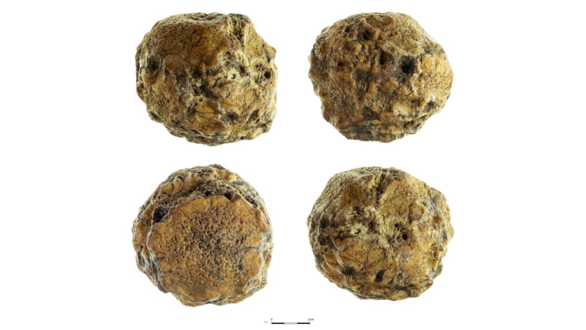 Ancient Humans Treasured Fossils 500,000 Years Ago - Image 5