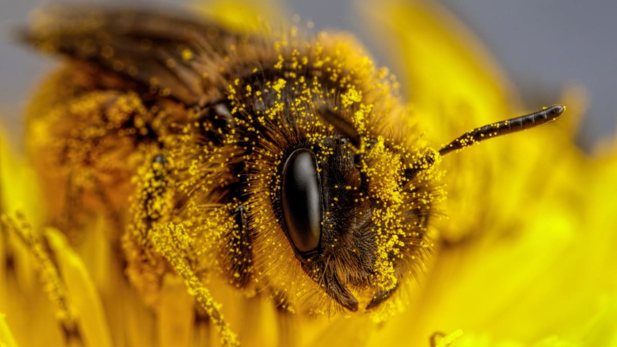 Maryland Bans HOAs From Blocking Pollinator Gardens - Image 5