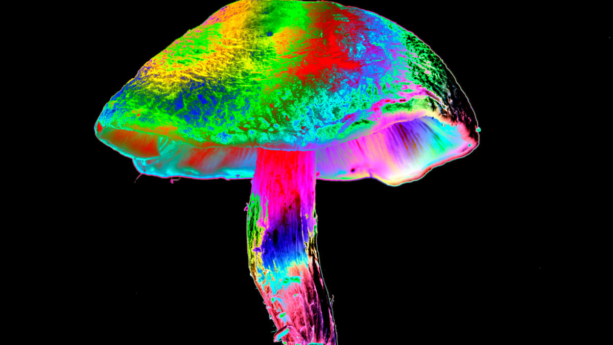 Magic Mushroom Compound May Stop Chemo Nerve Damage - Image 2