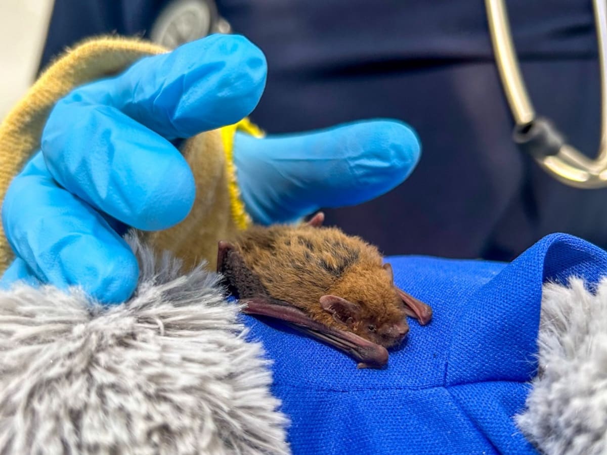 Mobile Wildlife Hospital Races to Cyclone-Hit Exmouth - Image 4
