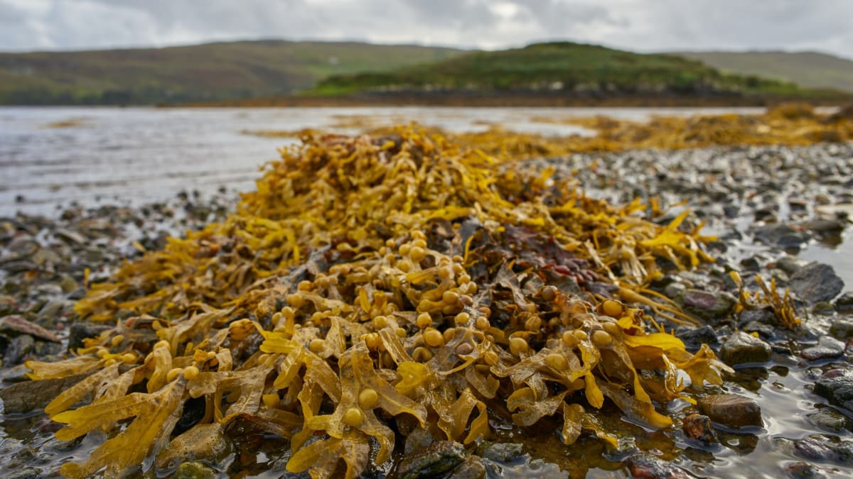 ** Offshore wind turbines standing in blue ocean water with seaweed growing beneath the surface