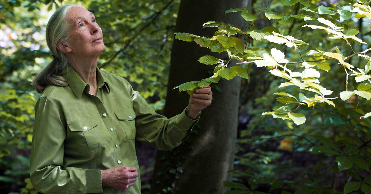 April 3 Declared Jane Goodall Day for Climate Action