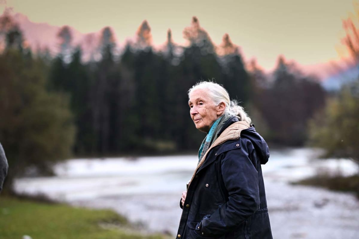 April 3 Declared Jane Goodall Day for Climate Action - Image 2