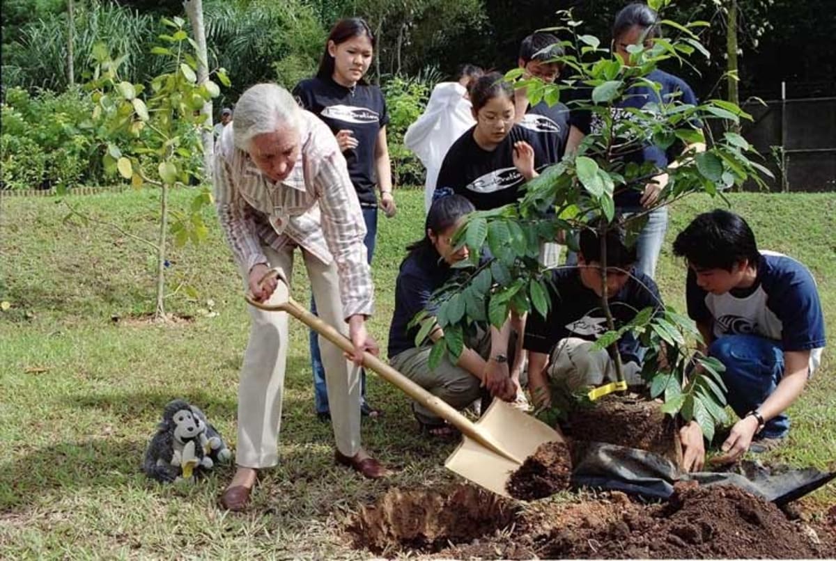 April 3 Declared Jane Goodall Day for Climate Action - Image 3