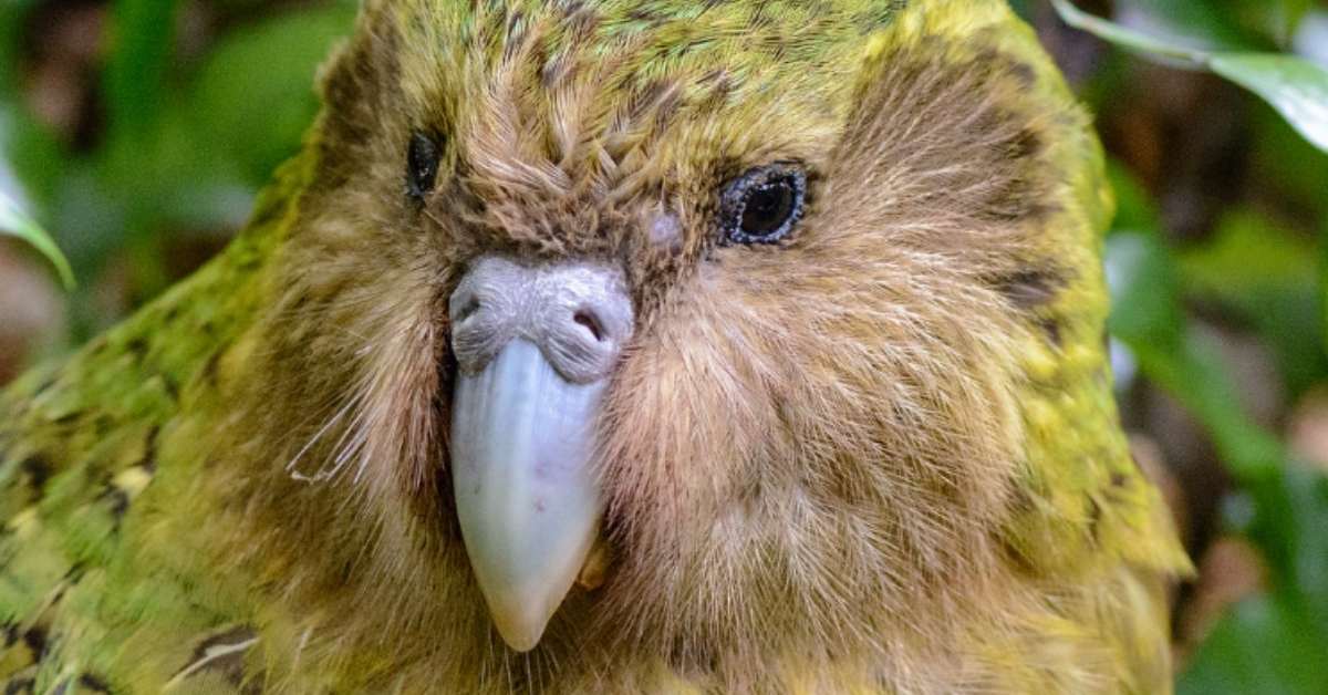 Fluffy green kākāpō chick with large feet standing on forest floor in New Zealand