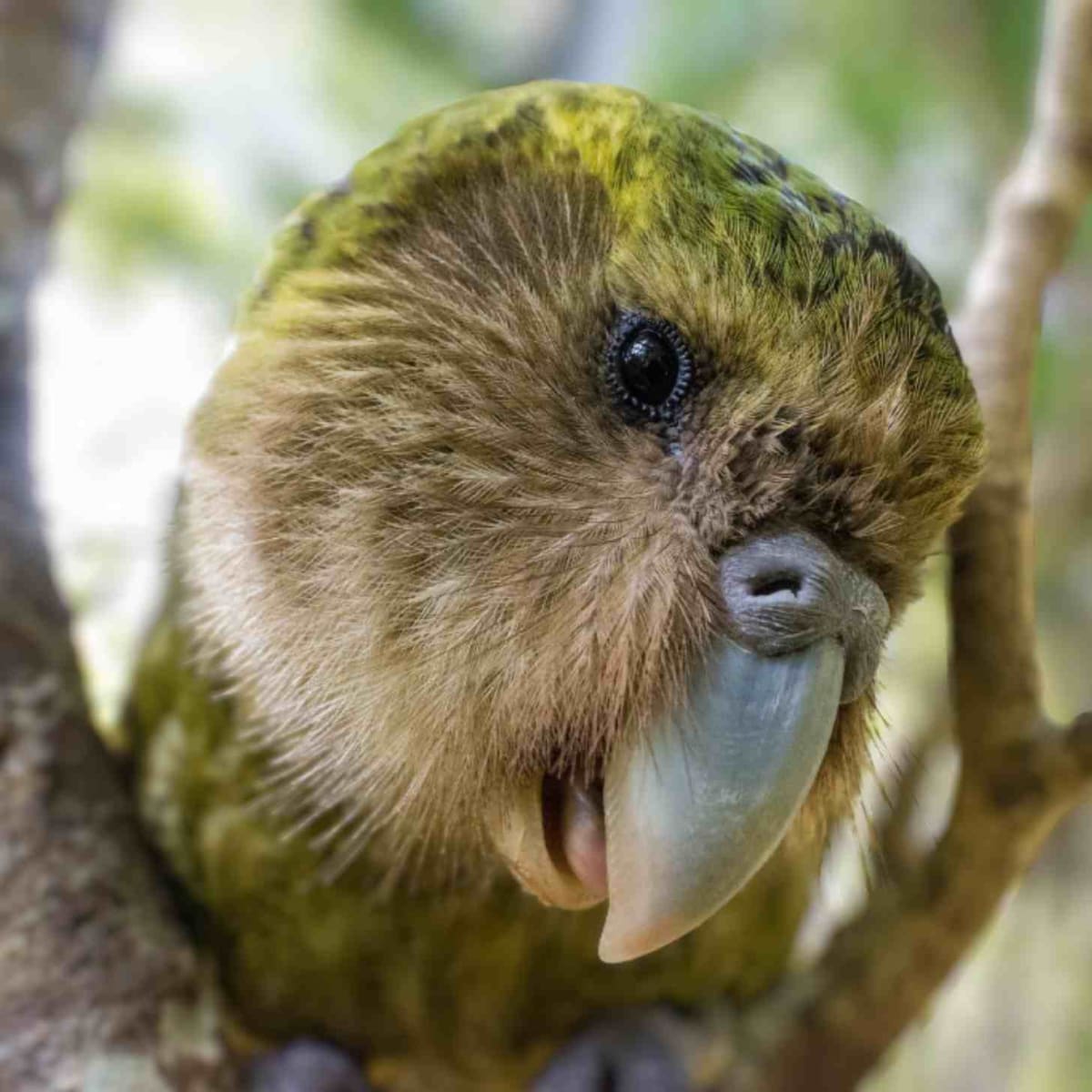 New Zealand's Flightless Parrot Population Hits 236 - Image 2