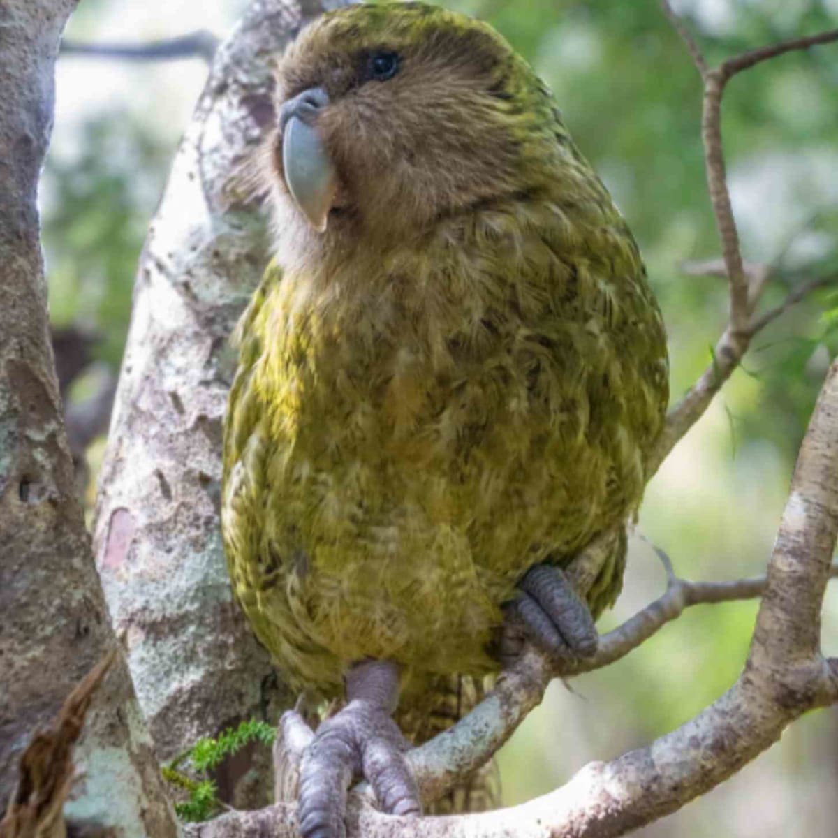 New Zealand's Flightless Parrot Population Hits 236 - Image 3