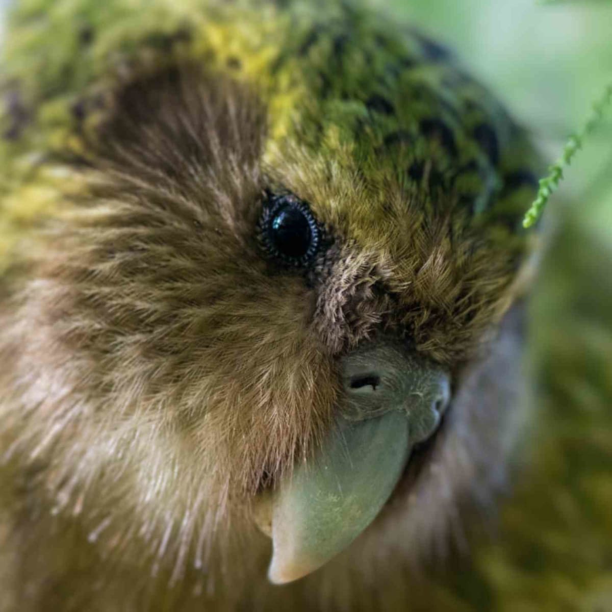 New Zealand's Flightless Parrot Population Hits 236 - Image 4