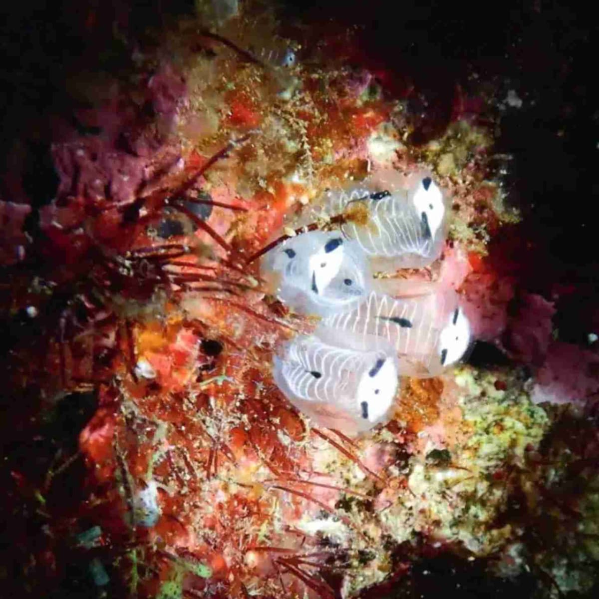 Divers Discover 'Panda Sea Squirt' Off Japan Coast - Image 2