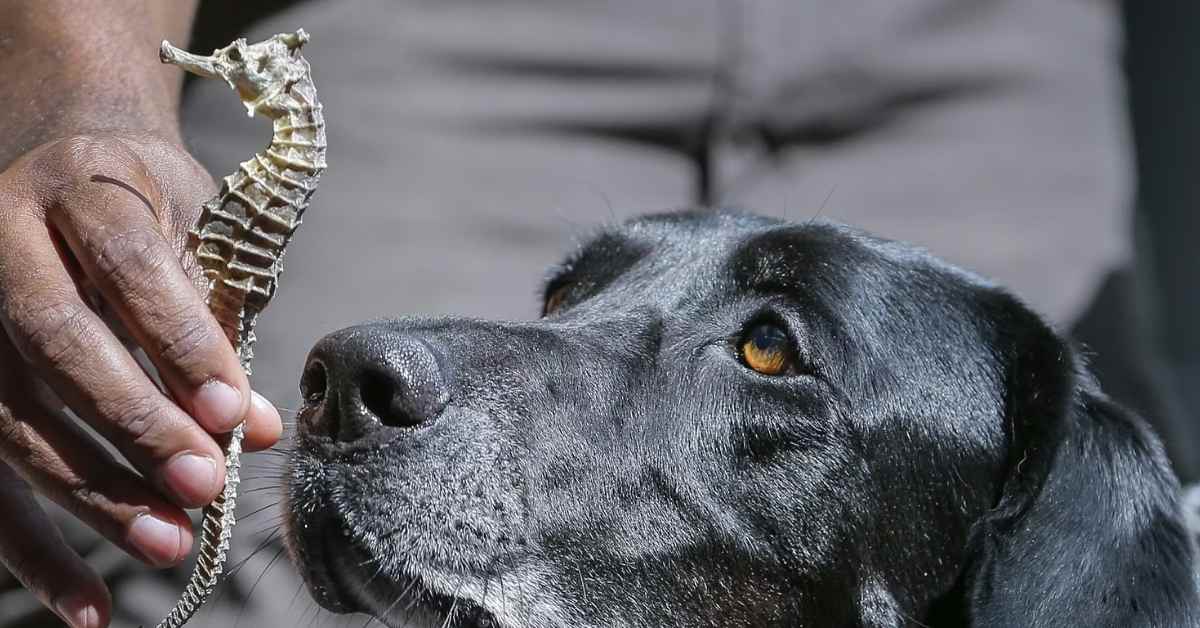 Detection dog sniffing air sample device next to large shipping container at port