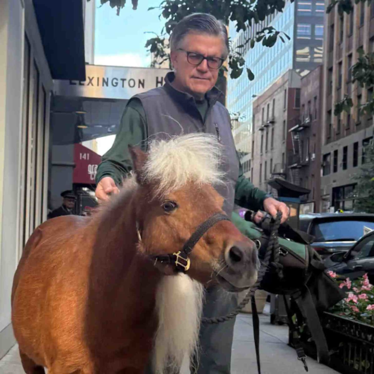 Mini Horses Visit Manhattan Seniors to Combat Loneliness - Image 2