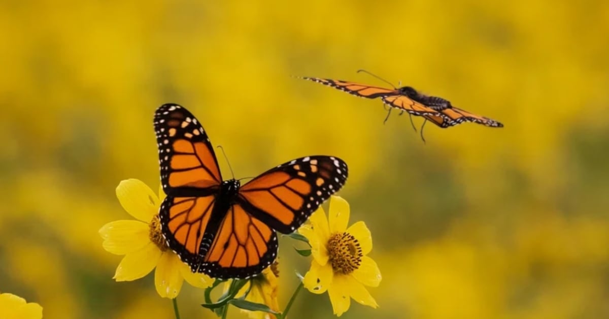 Orange and black monarch butterflies clustered on tree branches in Mexican forest reserve