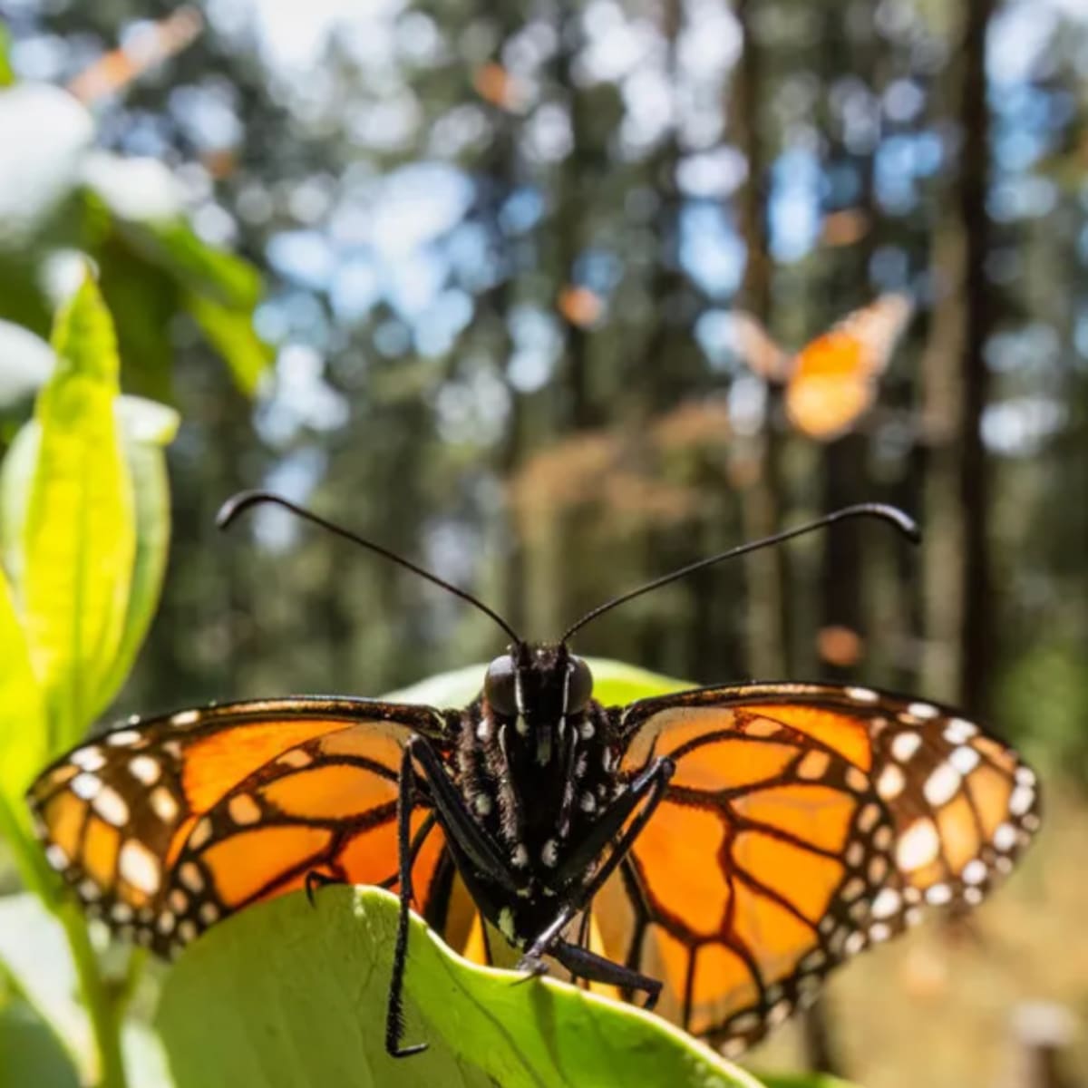 Monarch Butterflies Bounce Back 64% in Mexico - Image 2