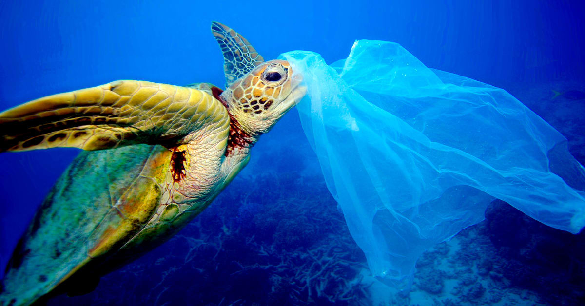 Person's hands picking up plastic bottle from sandy beach near ocean waves